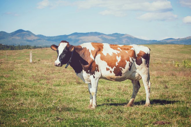 Foto: Kmetija Žgajnar (osebni arhiv)