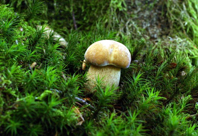 Ko so &raquo;izbruhnile&laquo; gobe, so nekateri iz druščine izgubili razsodnost. FOTO: Igor Modic