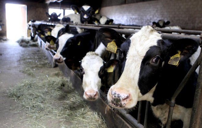 Najpomembnejša kmetijska dejavnost v MOL je govedoreja, tako mlečna kot mesna proizvodnja. FOTO: Roman Šipić/Delo
