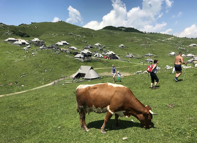 Ekološki kmetje pridelajo 7300 ton kravjega mleka na leto, mlekarne v Sloveniji&nbsp;ga odkupijo 5140 ton. FOTO:&nbsp;Leon Vidic/Delo
