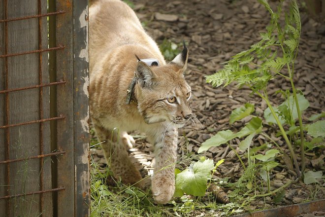 Projekt Life Lynx omogoča, da se bodo risi ohranili v tem delu Evrope. FOTO:&nbsp;Jure Eržen/Delo
