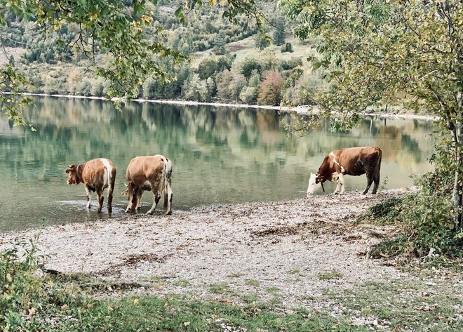 Bohinj je neusahljiv vir energije. Foto Andrej Predin
