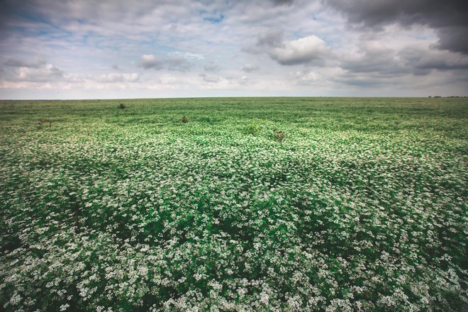 Neskončna polja cvetoče ajde so pravi raj za čebelice. FOTO: Depositphotos
