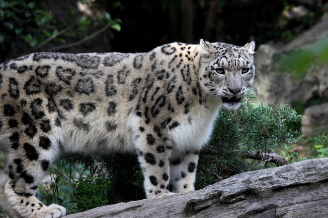 Na Altaju živi druga največja populacija snežnih leopardov.&nbsp;FOTO:&nbsp;Miha Krofel
