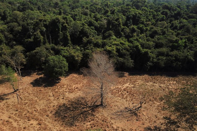 Okoljevarstveniki z zavezo niso zadovoljni, saj ciljno leto 2030 po navedbah Greenpeacea prižiga zeleno luč za še eno desetletje krčenja gozdov, medtem ko bi bilo treba &raquo;pljuča&laquo; planeta zaščititi takoj zdaj. FOTO: Amanda Perobelli/Reuters
