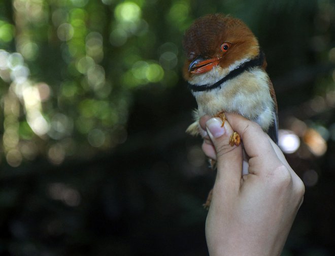 Rdečekljuni lenič (Bucco capensis). FOTO: Vitek Jirinec/AFP
