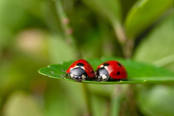 Ker imamo radi srečne konce, so zavetišče pri nas našle pikapolonice. FOTO: Shutterstock
