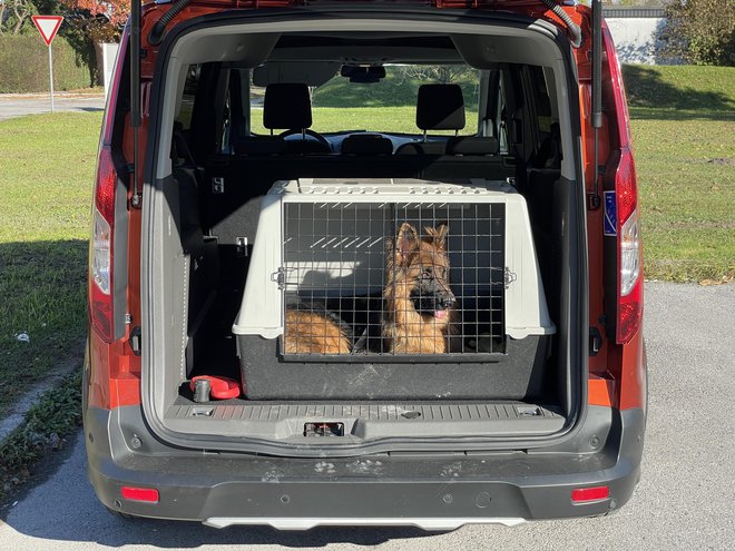 Psa je najbolje navaditi na vožnjo v transportnem boksu. Foto Blaž Kondža
