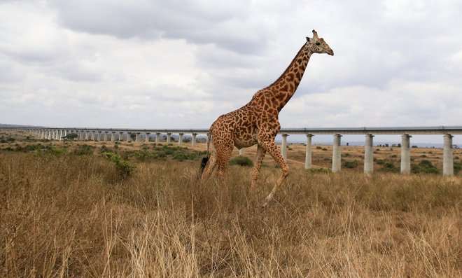 Kitajska je afriškim državam tudi za gradnjo infrastrukture med letoma 2000 in 2019 odobrila za 153 milijard dolarjev posojil. FOTO:&nbsp;Thomas Mukoya/Reuters
