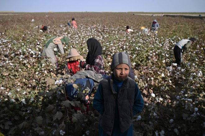 Otroci obirajo bombaž na polju v afganistanski provinci Balkh. FOTO:&nbsp;Wakil Kohsar/Afp
