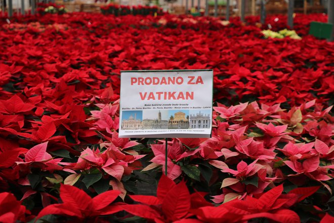 Čez tisoč božičnih zvezd bo iz Gornje Radgone odpotovalo v Vatikan. FOTO:&nbsp;Jože Pojbič
