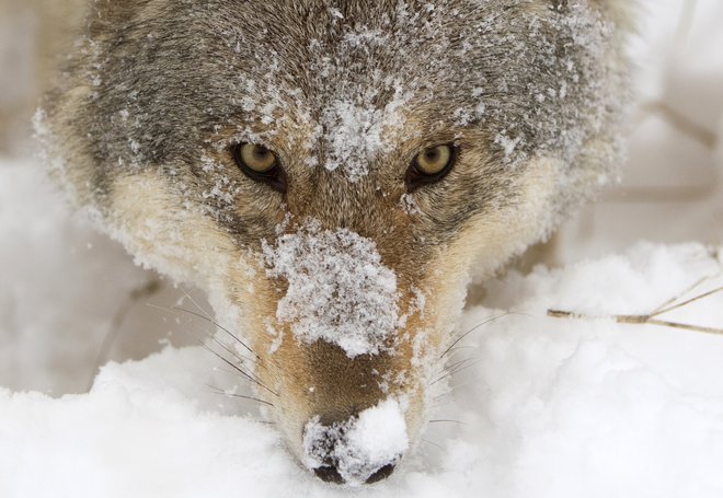 Volkovi včasih menjajo dlako. FOTO:&nbsp;Vasily Fedosenko/Reuters&nbsp;

