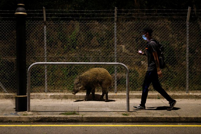 Divji prašič v Hong kongu. FOTO: Tyrone Siu/Reuters
