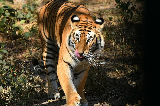 Prihaja tiger&nbsp;... FOTO: Prakash Mathema/Afp
