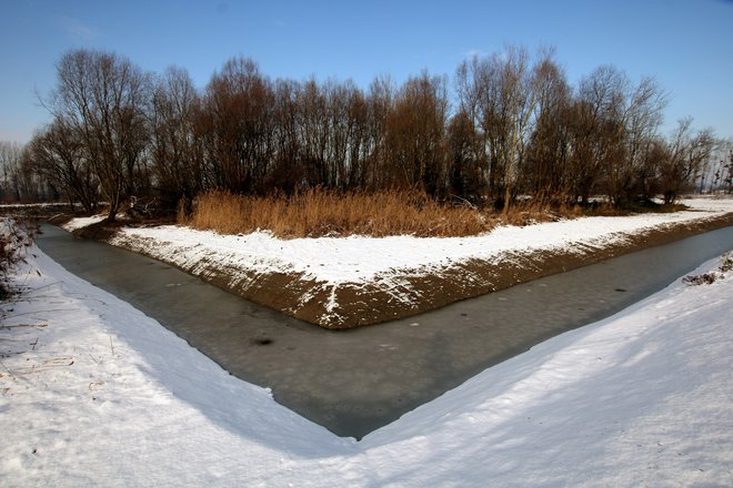 Nova pridobitev Ormoških lagun je z vodnim jarkom obdan manjši poplavni gozd, ki bo primeren za gnezdenje čapelj. FOTO: Jože Pojbič
