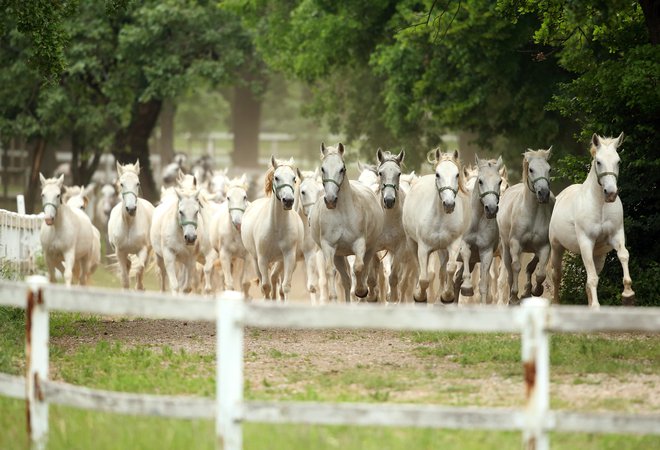 Čreda konj v Lipici.&nbsp;FOTO: Matej Družnik/Delo
