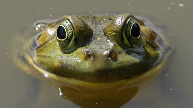 Opozicija nima nobenega recepta za ohranitev žabe pri življenju. FOTO: Mike Segar/Reuters
