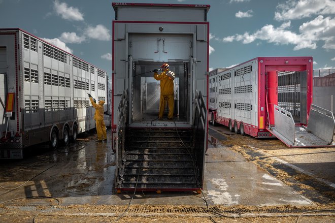 V luki Koper čistijo živino, preden jo s tovornjaki odpeljejo do kupca. FOTO: Voranc Vogel/Delo
