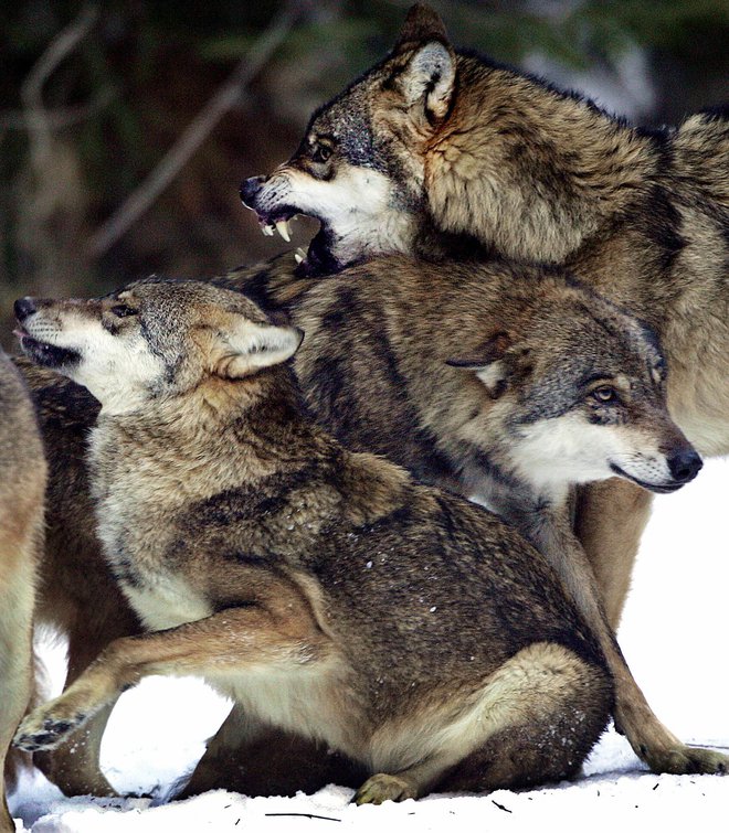 V Franciji so volkove v naravi iztrebili, njihovo vračanje pa ni bilo preveč priljubljeno.&nbsp;FOTO: Eric Gaillard/Reuters

