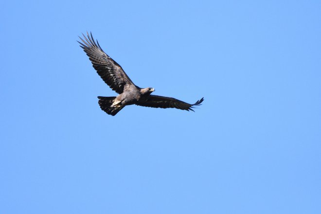Planinskega orla so na območju Cerknega ustrelili s šibrino puško. FOTO: Emil Sušanj
