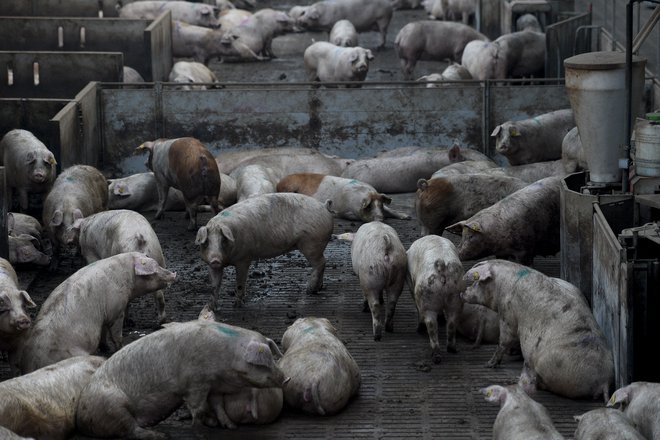 Španija je največja proizvajalka svinjine v EU, proizvodnja pa raste že osmo leto zapored. Rast sektorja poganja tudi Kitajska, ki je morala zaradi izbruha afriške prašičje kuge usmrtiti skoraj polovico svoje črede prašičev. FOTO:&nbsp;Josep Lago/Afp
