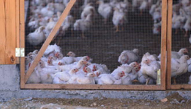 Ptičja gripa se širi. FOTO:&nbsp;Tadej Regent/Delo
