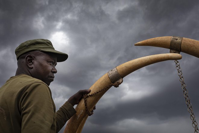 Afriški gozdni sloni so bili letos ponovno uvrščeni med kritično ogrožene živalske vrste. FOTO: Matjaž Krivic
