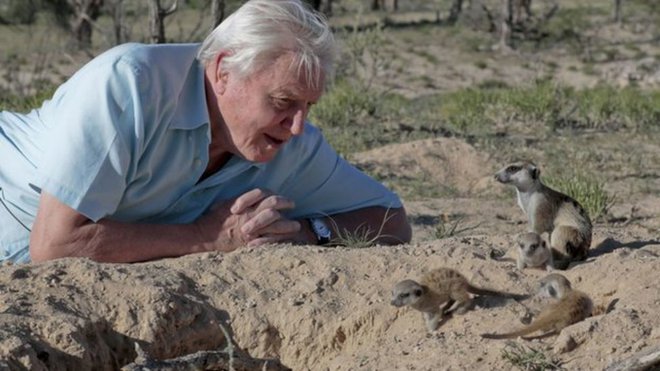 David Attenborough se pogovarja s surikatami. FOTO: Huw Cordey
