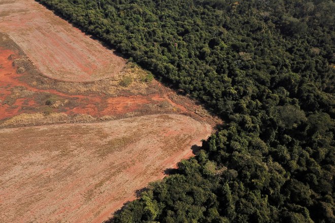 Človekove dejavnosti in njihove posledice, kot so urbanizacija, onesnaževanje, krčenje gozdov in gospodarski ribolov, zmanjšujejo biotsko raznovrstnost. Foto Amanda Perobelli/Reuters
