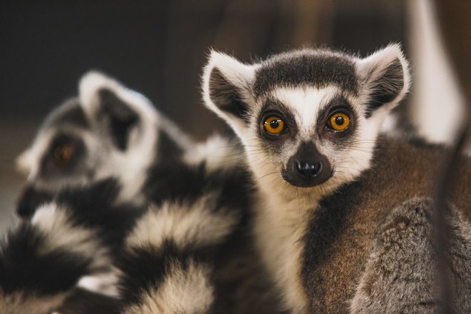 Lemurja (obročkastorepi maki ali kata) sta nadvse prisrčna. Nista za nobeno ograjo, tako da se prosto sprehajata po prostoru in lahko prideta tudi čisto do obiskovalcev. FOTO: Svit Pintar
