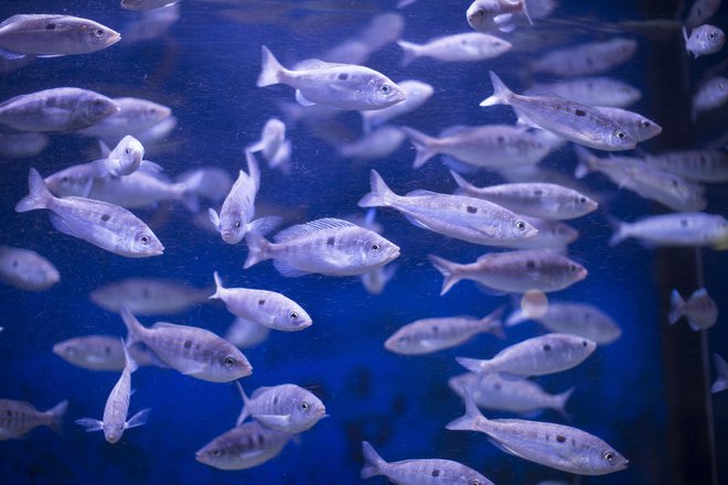 S piranskim akvarijem bo po novem upravljala primorska univerza. FOTO: Jure Eržen/Delo
