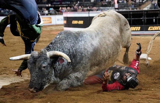 Na rodeu Unleash &raquo;The Beast Monster Energy Buckoff&laquo; v newyorškem Madison Square Gardenu se za Silvana Alvesa srečanje z bikom ni končalo najbolj po godu. Foto: Timothy A. Clary/Afp

&nbsp;
