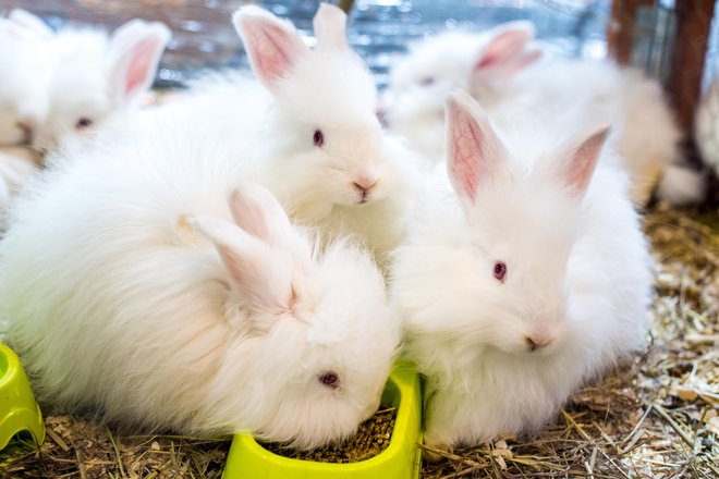 Angora zajčki so poganjali kolovrat in statve. FOTO: Shutterstock
