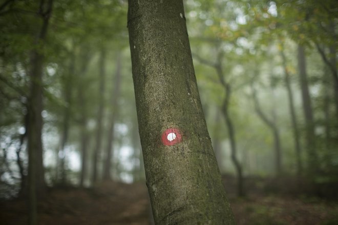 Zelenega ni ljubil le Federico García Lorca, vroče ga ljubijo tudi slovenski politiki z neprijetnimi življenjepisi, zaradi katerih so nekoliko zdrsnili na obrobje. FOTO: Jure Eržen
