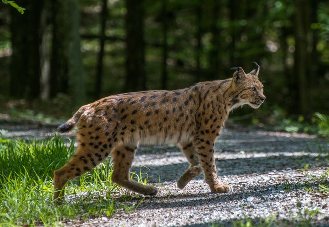 Gozdar Lan Hočevar je lani poleti na območju Goteniške gore posnel čudovito fotografijo risa. Gre za osilniškega samca, ki se rad fotografira med risjim monitoringom. FOTO:&nbsp;Lan Hočevar
