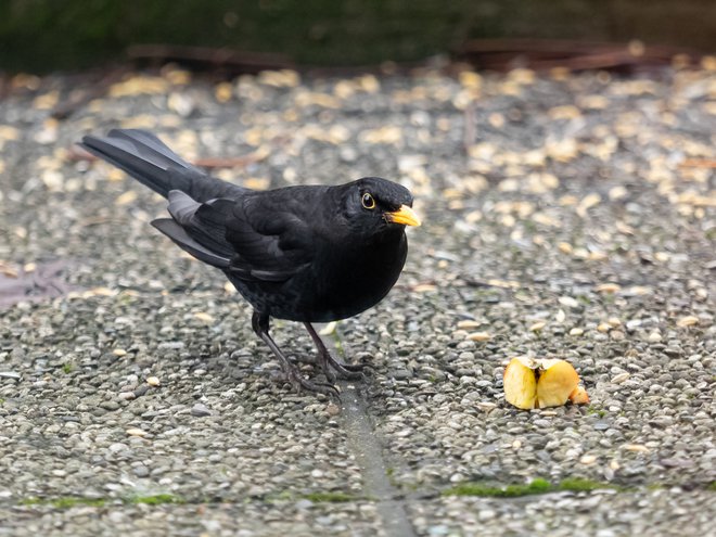 Gospod, ki je bil glede na barvo kljuna že v letih, je vsak dan pojedel eno jabolko. FOTO:&nbsp;Drago Videmšek
