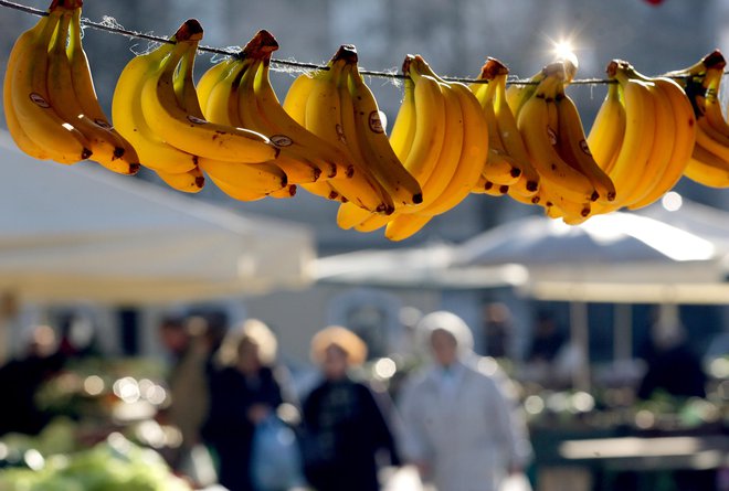 Rastlina banane je pravzaprav velikansko zelišče. FOTO: Roman Šipić/Delo
