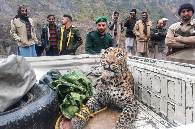 Kašmirski uslužbenci oddelka za divje živali so v dolini Neelum poškodovanega leoparda odpeljali v zavetišče, kjer bo okreval. Foto: Sajjad Qayyum/Afp

&nbsp;
