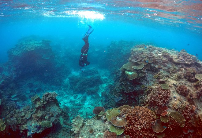 Koralno beljenje, ki nastaja zaradi segrevanja oceana, v zadnjih 25 letih prizadelo 98 odstotkov grebena. FOTO: David Gray/Reuters
