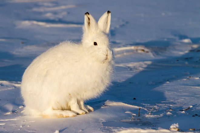 Arktični zajci so veliki kot domača mačka. FOTO: Shutterstock 
