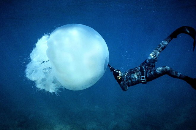 Potapljač plava blizu velikanske meduze ob obali libanonskega severnega mesta Batroun. Foto: Ibrahim Chalhoub/Afp

&nbsp;
