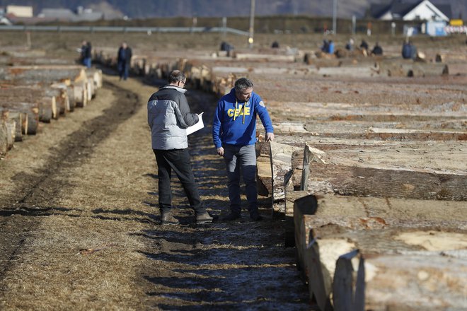 Največjo količino lesa je tokrat kupil slovenski kupec, ki ga bo predelal doma. FOTO: Leon Vidic/Delo
