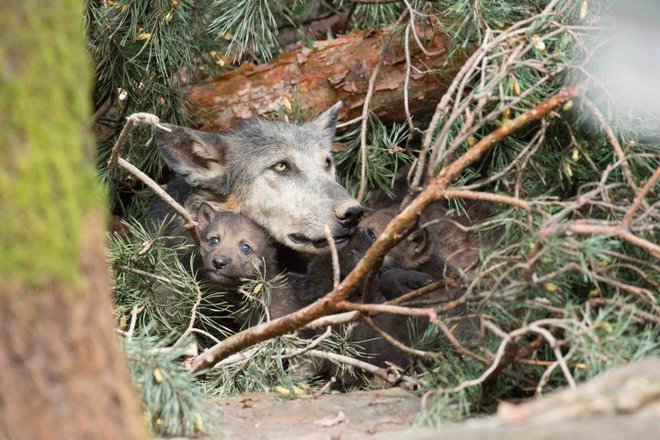 FOTO: ZOO Ljubljana
