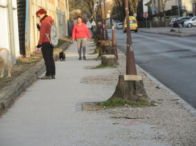 Petintrideset jesenov je pozno jeseni padlo na Stritarjevi ulici. FOTO: Špela Kuralt/Delo
