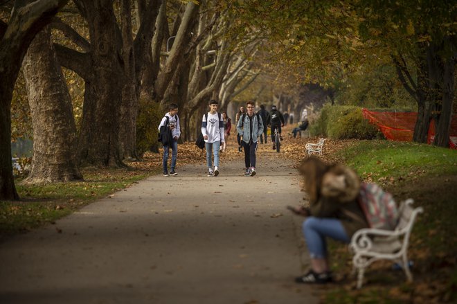 Najbolj priljubljeno sprehajališče v Celju ostaja sprehajališče ob Savinji. Pod krošnjami dreves. FOTO: Voranc Vogel/Delo
