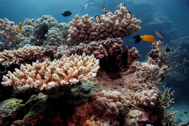 Na podlagi zvokov lahko tudi ugotavljajo, kako zdravi so koralni grebeni. FOTO:&nbsp;Lucas Jackson/Reuters

