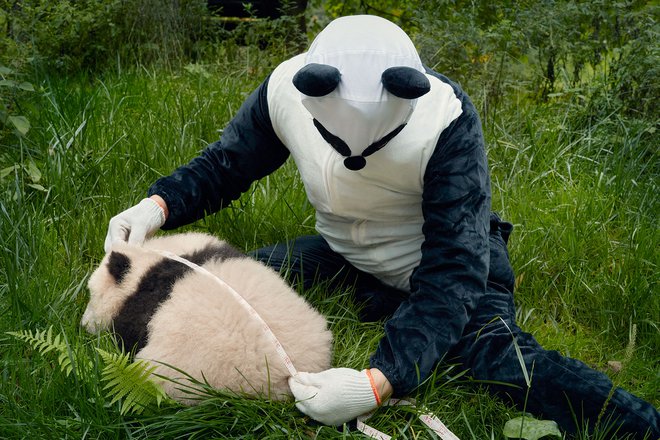 Uspešen je vzrejni program velikih pand. V naravi bi en mladič umrl, v ujetništvu pa zanj poskrbijo človeški nadomestni starši, preoblečeni v pande. FOTO T. Flach/Pandas International

