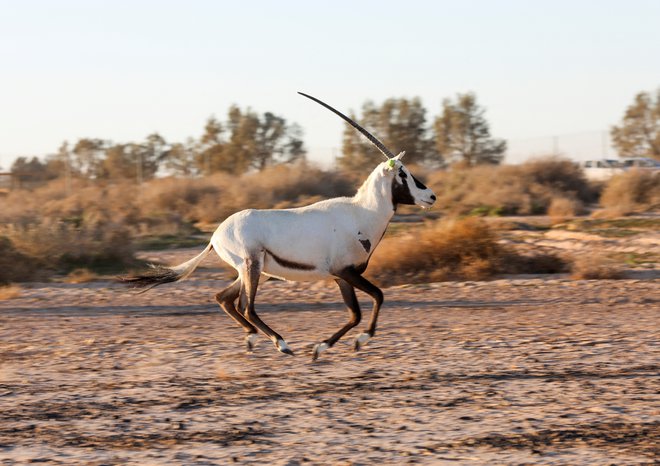 Vzrejni program arabskega oriksa velja za prvi vzrejni program živalske vrste v ujetništvu z namenom izpusta v naravo. FOTO Alaja Al Suhni/Reuters
