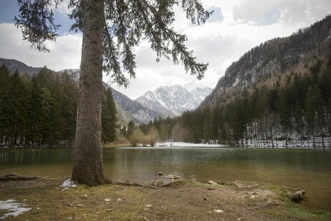 Slovenija ima kot tretja najbolj gozdnata država v Evropi na voljo obilje lesa. FOTO: Jure Eržen/Delo
