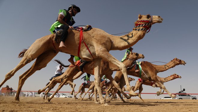 Zaradi ekstremnih temperatur so športi drugačni kot v Evropi. Med bolj priljubljenimi so kamelje dirke, cene za dobro kamelo se začnejo pri 20.000 evrih. FOTO: Karim Sahib/Afp
